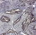 Anti Human CD44v5 Antibody, clone VFF-8 thumbnail image 1