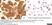Anti Human CD44v5 Antibody, clone VFF-8 thumbnail image 1