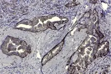 Anti Human CD44v5 Antibody, clone VFF-8 gallery image 2