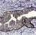 Anti Human CD44v5 Antibody, clone VFF-8 thumbnail image 2