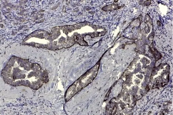 Anti Human CD44v5 Antibody, clone VFF-8 gallery image 2