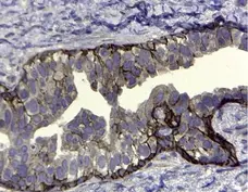 Anti Human CD44v5 Antibody, clone VFF-8 gallery image 3