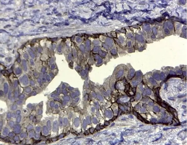 Anti Human CD44v5 Antibody, clone VFF-8 gallery image 3