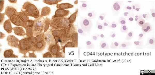 Anti Human CD44v5 Antibody, clone VFF-8 gallery image 3