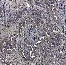 Anti Human CD44v6 Antibody, clone VFF-7 gallery image 1