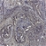 Anti Human CD44v6 Antibody, clone VFF-7 thumbnail image 1