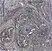 Anti Human CD44v6 Antibody, clone VFF-7 thumbnail image 1