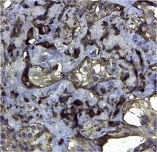 Anti Human CD44v6 Antibody, clone VFF-7 gallery image 2