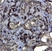 Anti Human CD44v6 Antibody, clone VFF-7 thumbnail image 2
