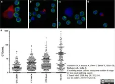 Anti Human CD45 Antibody, clone F10-89-4 gallery image 10