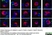 Anti Human CD45 Antibody, clone F10-89-4 thumbnail image 11