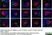 Anti Human CD45 Antibody, clone F10-89-4 thumbnail image 11