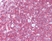 Anti Human CD45 Antibody, clone F10-89-4 thumbnail image 12