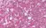 Anti Human CD45 Antibody, clone F10-89-4 thumbnail image 12