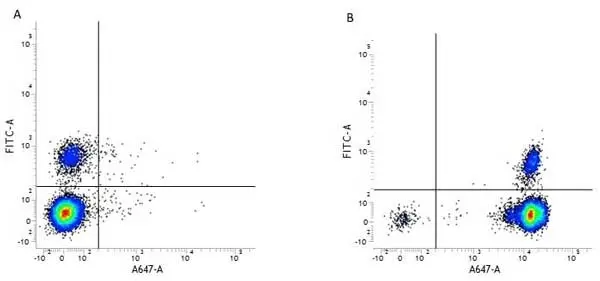 Anti Human CD45 Antibody, clone F10-89-4 gallery image 3