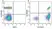 Anti Human CD45 Antibody, clone F10-89-4 thumbnail image 32