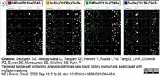 Anti Human CD45 Antibody, clone F10-89-4 gallery image 41