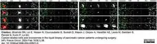 Anti Human CD45 Antibody, clone F10-89-4 gallery image 42