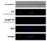 Anti Human CD45 Antibody, clone F10-89-4 thumbnail image 42