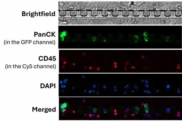 Anti Human CD45 Antibody, clone F10-89-4 gallery image 49