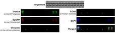 Anti Human CD45 Antibody, clone F10-89-4 gallery image 50