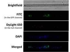 Anti Human CD45 Antibody, clone F10-89-4 gallery image 51