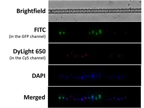 Anti Human CD45 Antibody, clone F10-89-4 gallery image 51