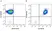 Anti Human CD45 Antibody, clone F10-89-4 thumbnail image 65