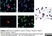 Anti Human CD45 Antibody, clone F10-89-4 thumbnail image 8