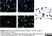Anti Human CD45 Antibody, clone F10-89-4 thumbnail image 8