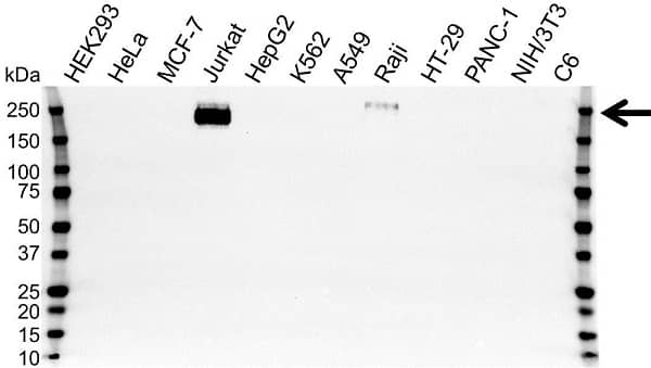 Anti CD45 Antibody, clone OTI1H2 (PrecisionAb Monoclonal Antibody) gallery image 1
