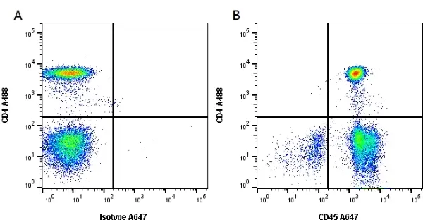 Anti Human CD45 Antibody, clone YTH24.5 gallery image 4