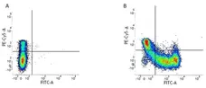 Anti Human CD45RA Antibody, clone F8-11-13 gallery image 1