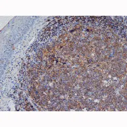 Anti Human CD45RA Antibody, clone F8-11-13 gallery image 4