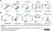 Anti Human CD45RA Antibody, clone F8-11-13 thumbnail image 70