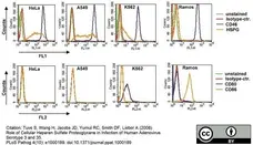 Anti Human CD46 Antibody, clone MEM-258 gallery image 3