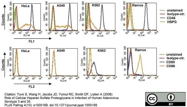 Anti Human CD46 Antibody, clone MEM-258 gallery image 3