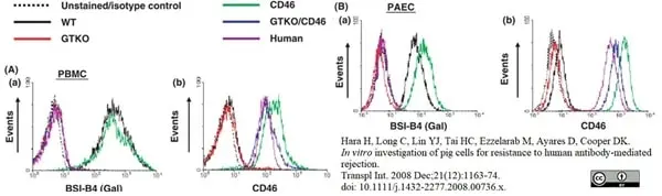 Anti Human CD46 Antibody, clone MEM-258 gallery image 4