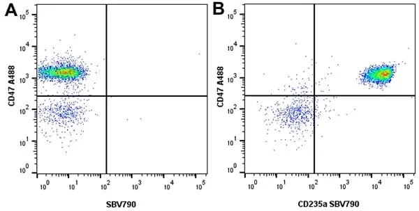 Anti Human CD47 Antibody, clone 1/1A4 gallery image 2