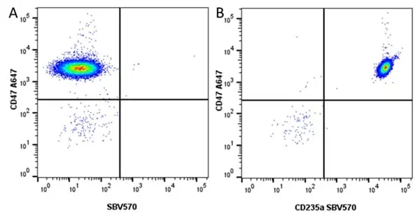 Anti Human CD47 Antibody, clone 1/1A4 gallery image 4
