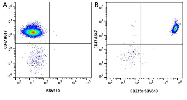 Anti Human CD47 Antibody, clone 1/1A4 gallery image 6