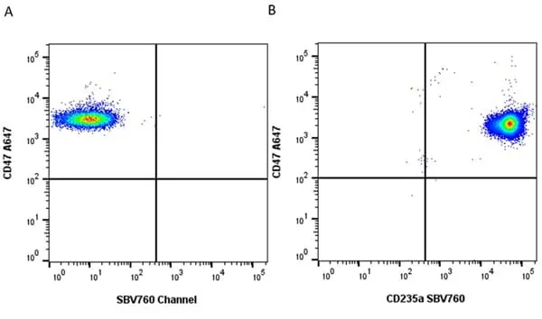 Anti Human CD47 Antibody, clone 1/1A4 gallery image 8