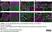 Anti Human CD47 Antibody, clone BRIC126 thumbnail image 2
