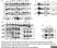Anti Human CD49d Antibody, clone HP2/1 thumbnail image 2
