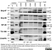 Anti Human CD49d Antibody, clone HP2/1 thumbnail image 3