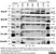 Anti Human CD49d Antibody, clone HP2/1 thumbnail image 3