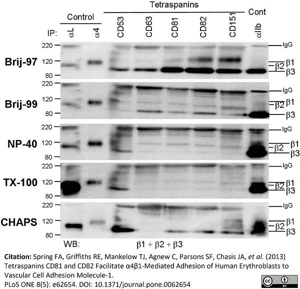 Anti Human CD49d Antibody, clone HP2/1 gallery image 3