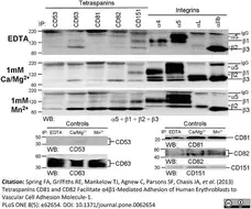 Anti Human CD49d Antibody, clone HP2/1 gallery image 5