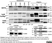 Anti Human CD49d Antibody, clone HP2/1 thumbnail image 5