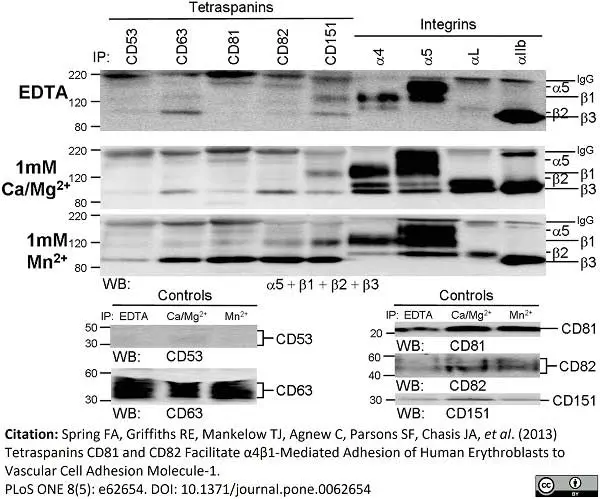 Anti Human CD49d Antibody, clone HP2/1 gallery image 5